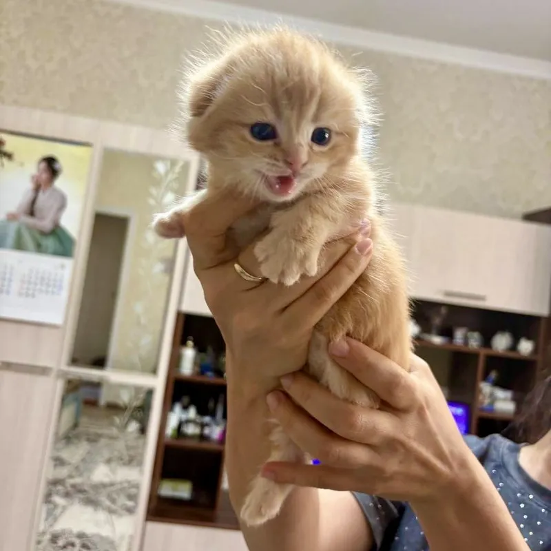Скотиш фолд ярко рыжий