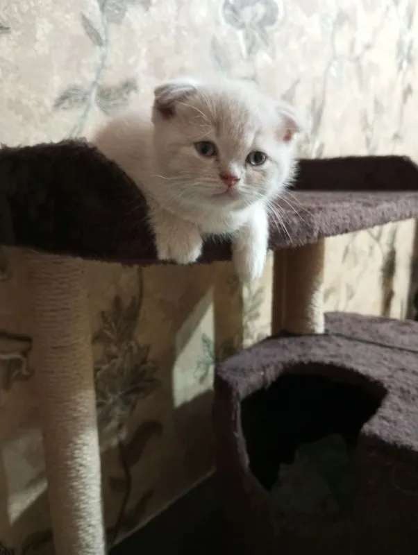 Британцы:Скотиш Фолд 7 Британцы:Скотиш Фолд 7