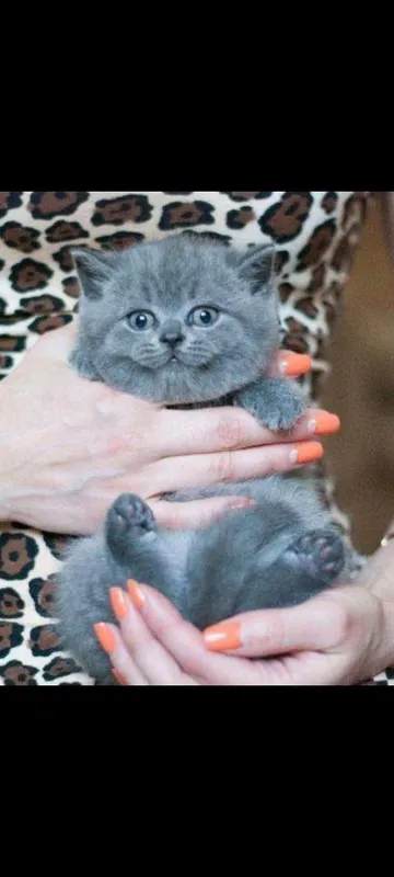 Британские котята — фото 2