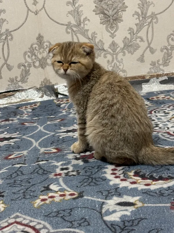 Mushuk britanskiy 1 Mushuk britanskiy 1