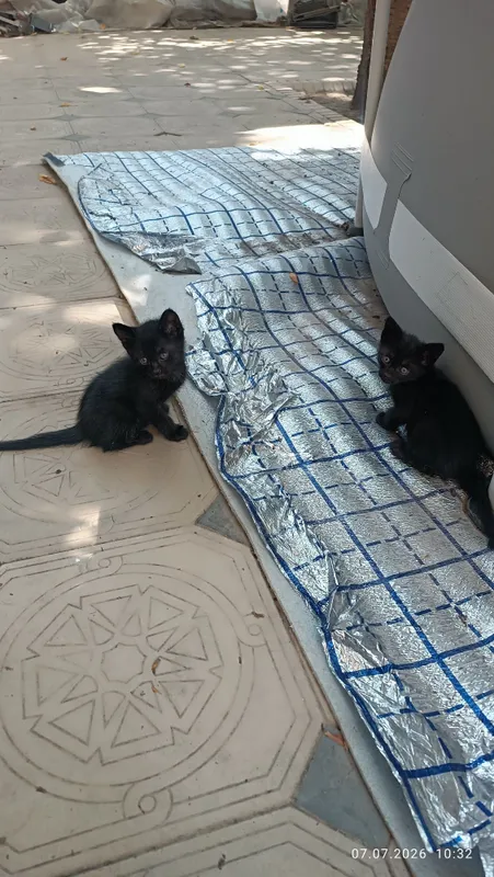 Котята, 3 мальчика и 1 девочка. Бесплатно 4 Котята, 3 мальчика и 1 девочка. Бесплатно 4