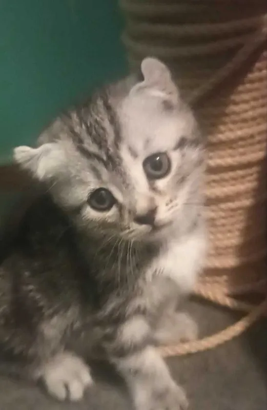 Продаётся котенок скотиш страйт девочка — фото 1