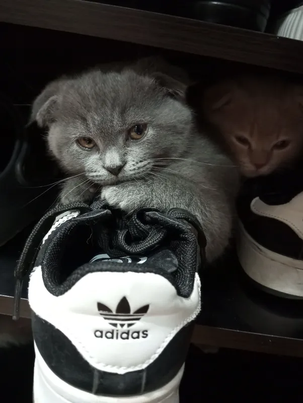 Британцы:Скотиш фолд.