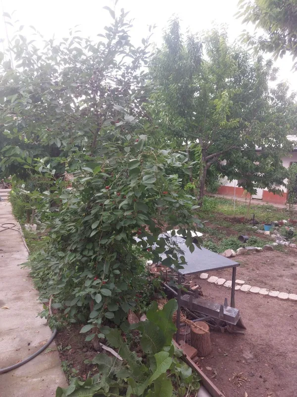 продам участок 11 соток 5