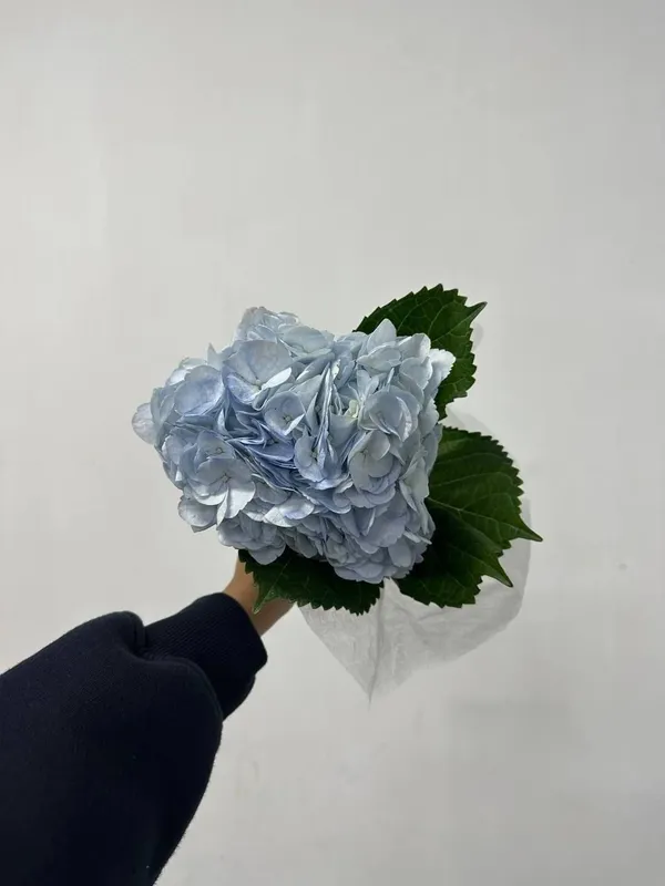 Гортензия Голландия 8