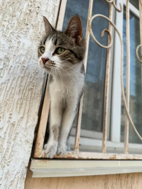 Взрослая кошка. Отдам даром 2 Взрослая кошка. Отдам даром 2