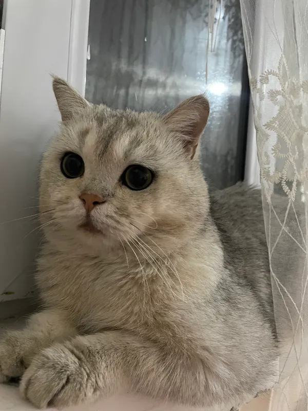британский серебристый котенок winwilla 1