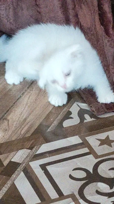 Котята Скоттиш фолдики , упитанные, ухоженные красавчики. 4