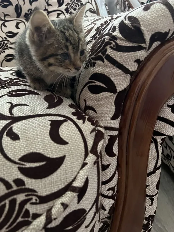 Милые котята в добрые руки — фото 1