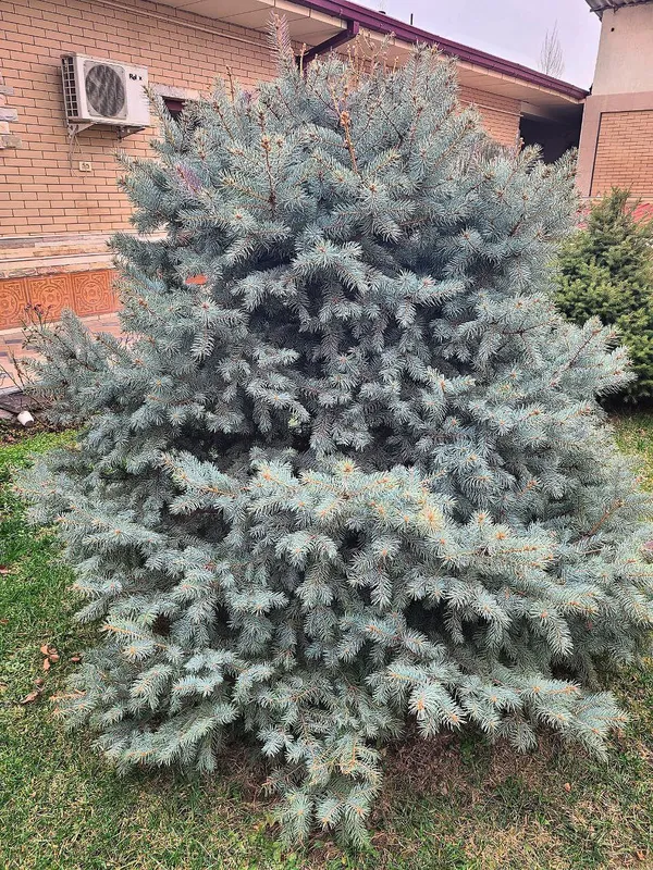 Голубая ель (Picea pungens) — фото 3