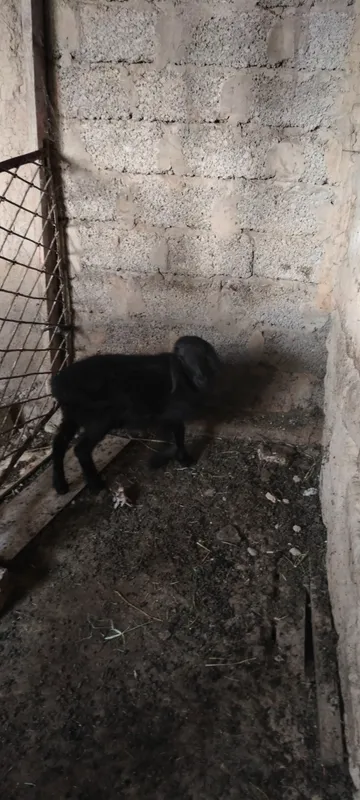qoy va qozi sotiladi zotli qoy 3 ta tuqqan 4