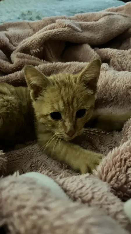 кошка 6