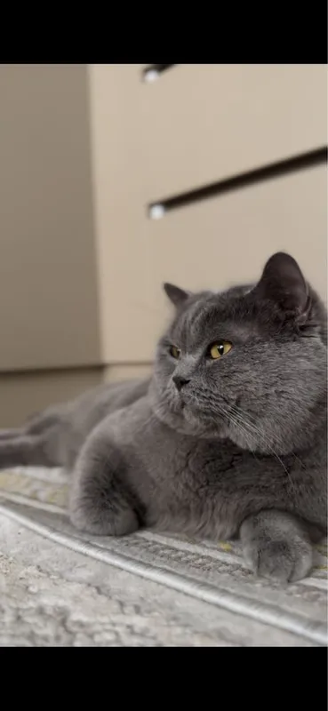 Котята скотиш Фолд — фото 2