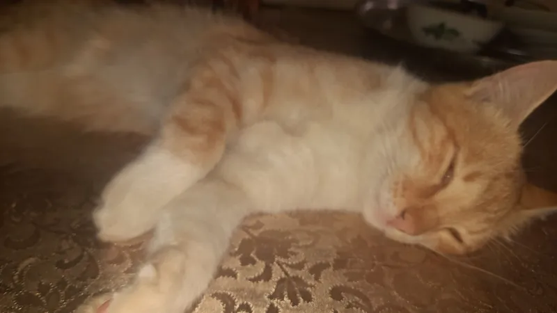 mushuk