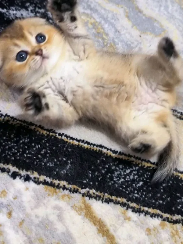 чистокровные котята от правильной вязки — фото 2