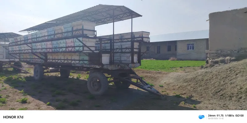 Asal ari oylari sotiladi