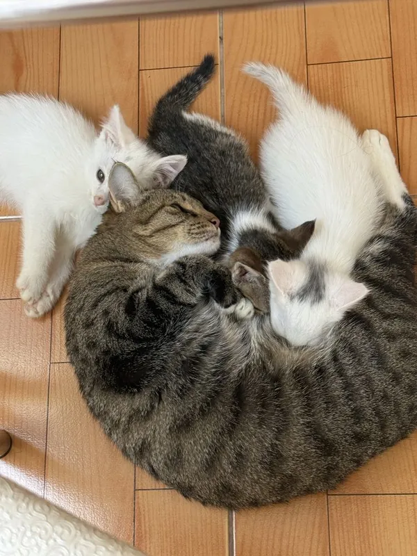 Котята в добрые заботлевые руки. 1 Котята в добрые заботлевые руки. 1