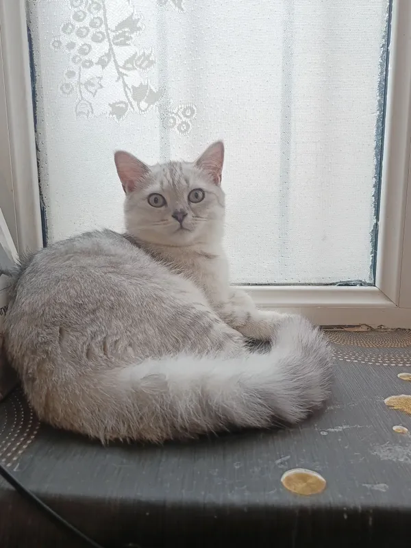 Продается подброшенный кот, серебристая шиншилла. 1 Продается подброшенный кот, серебристая шиншилла. 1