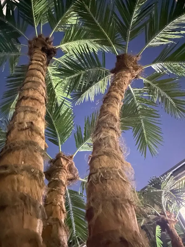 Farg‘ona | Dubay uslubidagi palma 3m–8m — 5 xil tur! -25% — фото 4