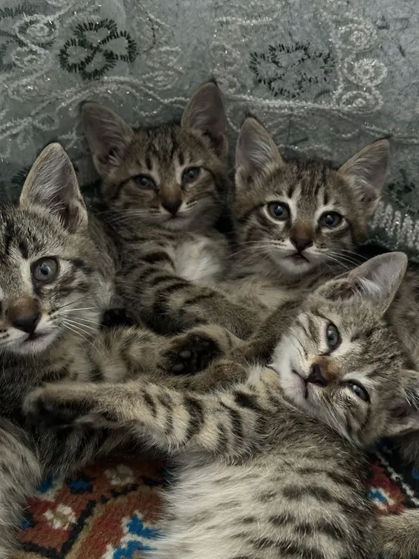 Котятам по 1,5 месяца, отдадим в хорошие, добрые руки 2 Котятам по 1,5 месяца, отдадим в хорошие, добрые руки 2