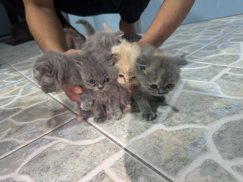 Котяты чистокровные — фото 5