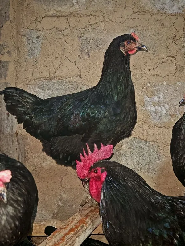 Qora shag'zoda va Astiralop ruminya zodliy tovuq Xorozlarimiz sotiladi — фото 4