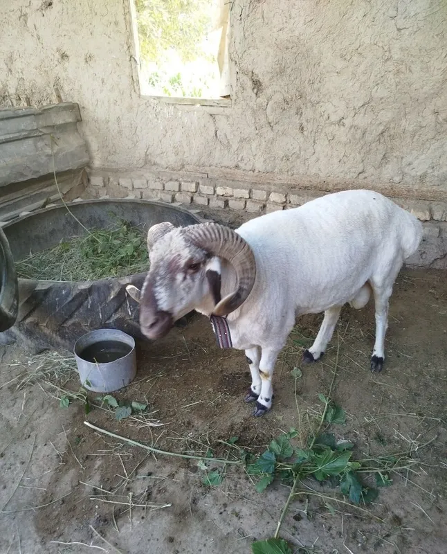 Qoʻchqor sotiladi 2 yoshar narxini kelishamiz 2 Qoʻchqor sotiladi 2 yoshar narxini kelishamiz 2