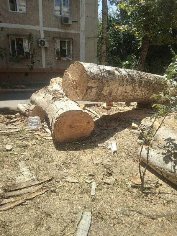 Ҳар қандай мураккабликдаги дарахтларни профессионал кесиш 8 Ҳар қандай мураккабликдаги дарахтларни профессионал кесиш 8