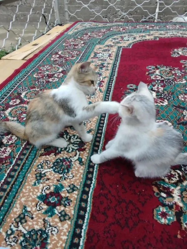 Mushuklar hadiya qilinadi faqat faqat yahshi qaridan odamlaga 3 Mushuklar hadiya qilinadi faqat faqat yahshi qaridan odamlaga 3