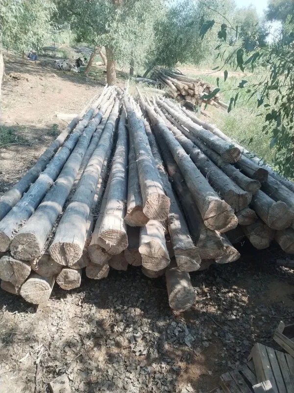 Aq terek bar jayga Aq terek bar jayga
