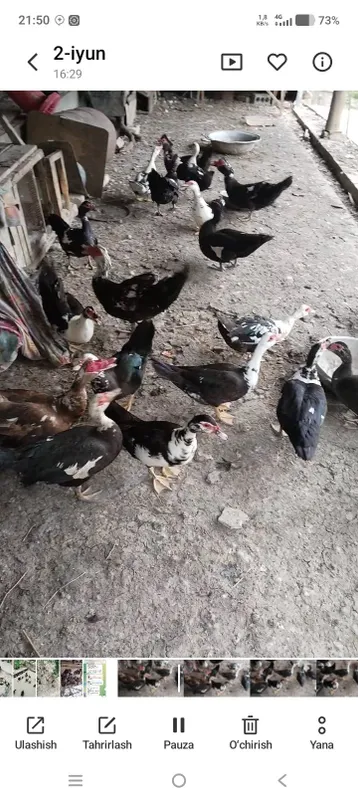 Indautka sotiladi 4 Indautka sotiladi 4