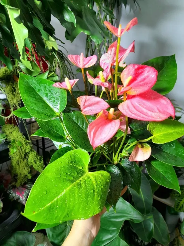 Andre Pink anturiumi 4