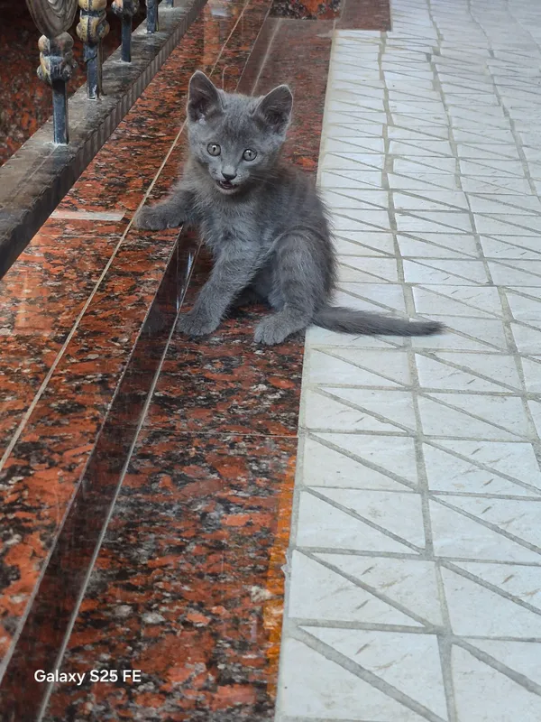 продам милий Мен куюн