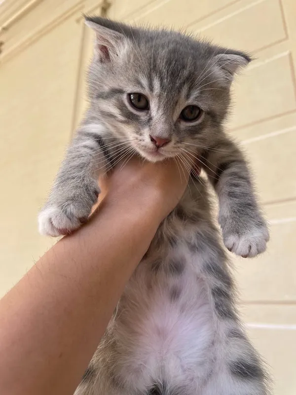 Котята — фото 1 Котята — фото 1