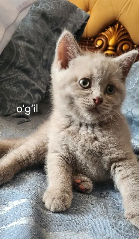 Милые котята ищут любящий дом 5 Милые котята ищут любящий дом 5