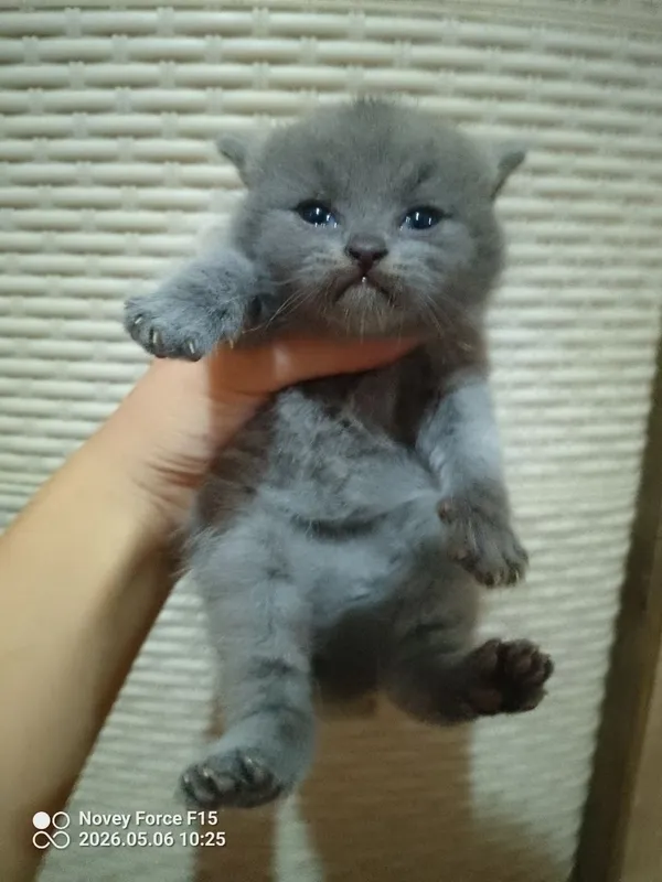 Preiuim mushukchalar sotiladi Scottish Fold — oppoq yoqi — фото 1