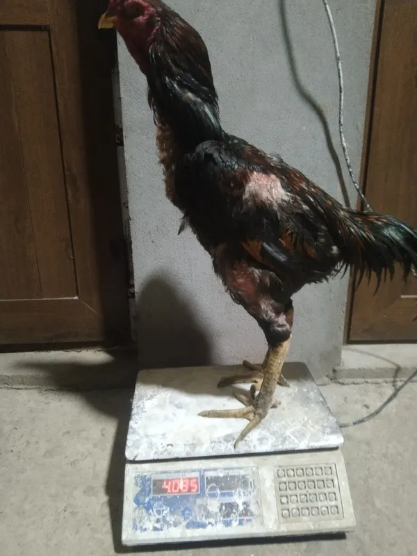 Dakan xoʻroz sotiladi