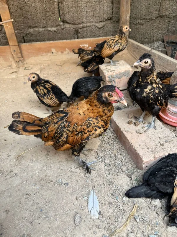Zottor jo'jalar, bentamka sibrayt. Kelishilgan narxta jujalar — фото 2