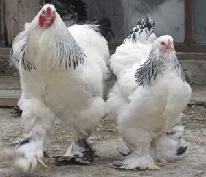 Продается куры породы брама и яицо