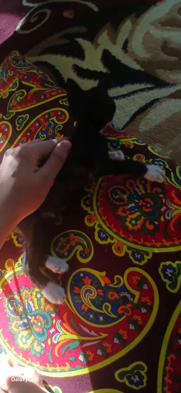 Котёнок бесплатно 4 Котёнок бесплатно 4