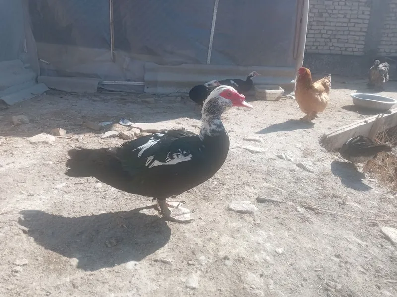 Инда Утка сотилади