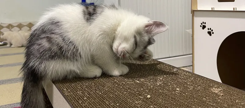 Продается кошечка породы турецкая Ангора — фото 4