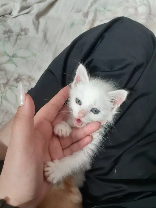 Сотилади якши колларга — фото 1