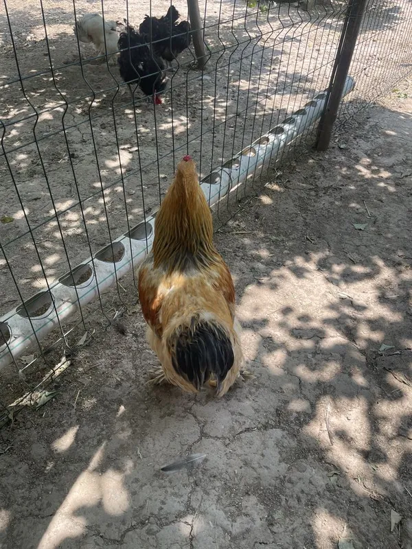 brama palvi xuroz sotladi 6 brama palvi xuroz sotladi 6