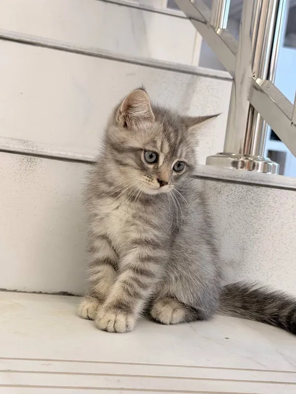 Продам четырёх котят 4 Продам четырёх котят 4