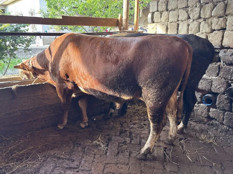 Greford buqa sotiladi 300 kg ziyod