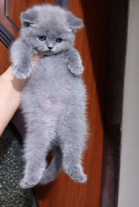 Продаётся кошечка девочка ,красотка