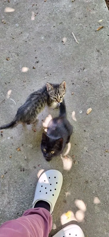 Котёнок в добрые руки девочка чёрная — фото 4