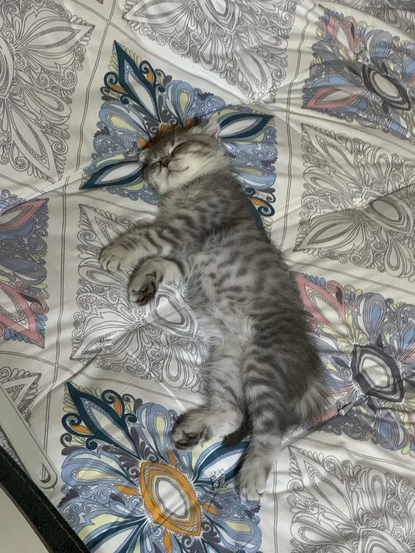 Mushuk zoti toza oladiganlar bulsa 4