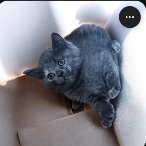 котята